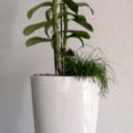 Dendrobium nobile