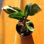 Zierbanane Zierbanane (Ensete ventricosum)