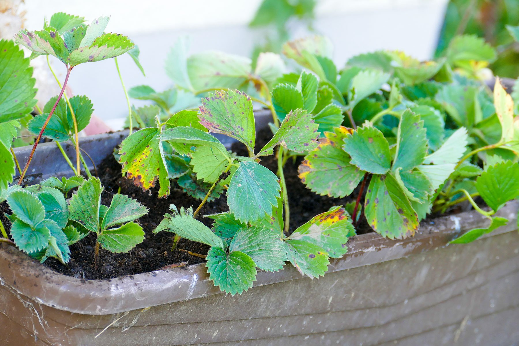 Frage + Antwort Was macht man mit Erdbeeren im Herbst? Velanga