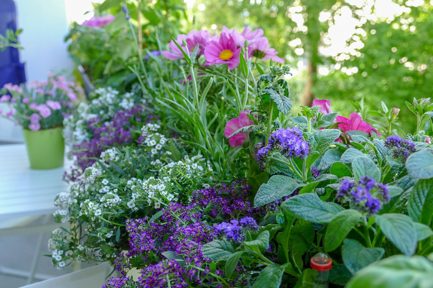 42+ Balkon Blumen Halbschatten, Balkone im halbschatten bieten die