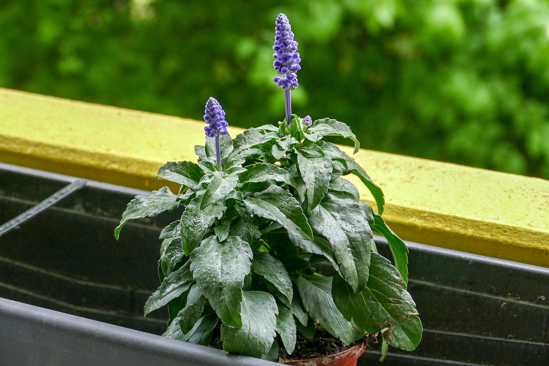 5 bienenfreundliche Pflanzen für den Balkon Velanga