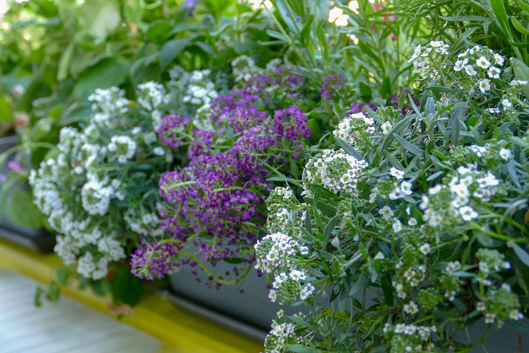 5 bienenfreundliche Pflanzen für den Balkon Velanga