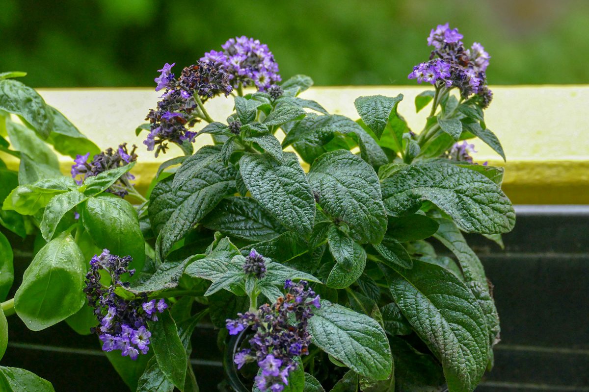 5 bienenfreundliche Pflanzen für den Balkon Velanga