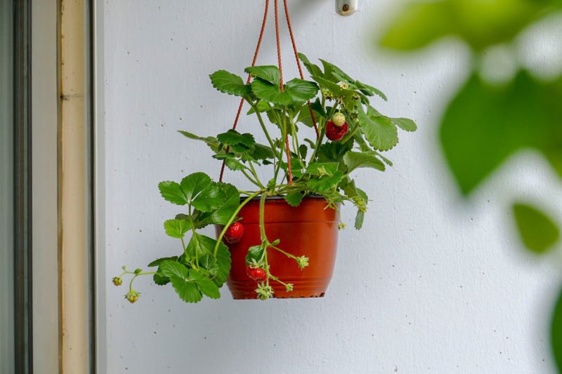 Erdbeeren fr den Balkon - Velanga