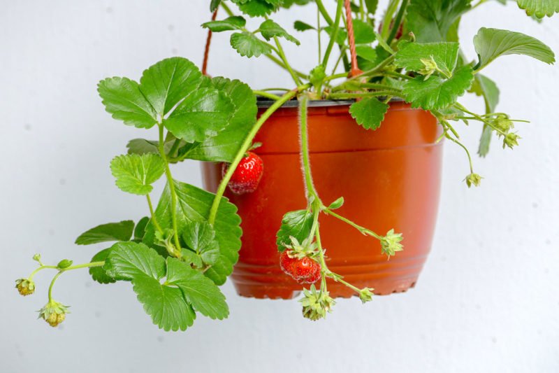 Erdbeeren fr den Balkon - Velanga